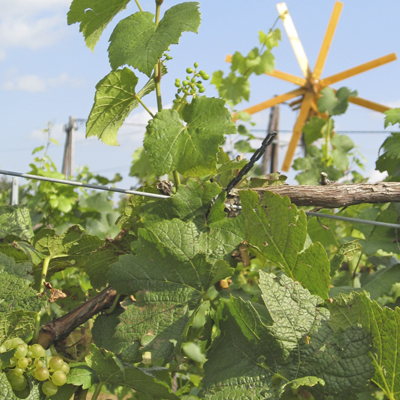 Buschenschank Konrad Pölzer