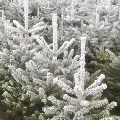 Christbaum Verkauf Konrad Pölzer