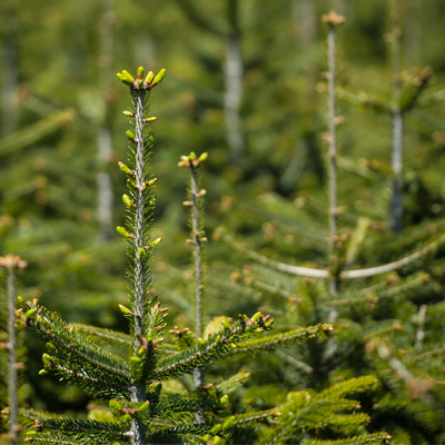 Christbaum Verkauf Konrad Pölzer