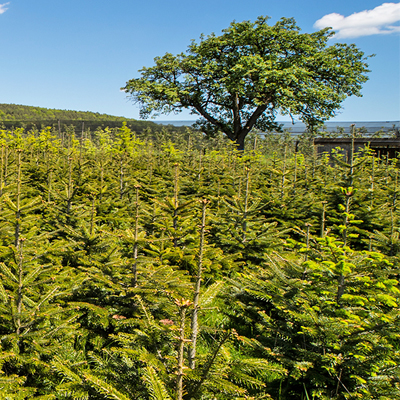 Christbaum Verkauf Konrad Pölzer